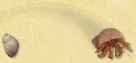 hermit crab