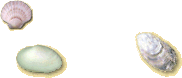shells