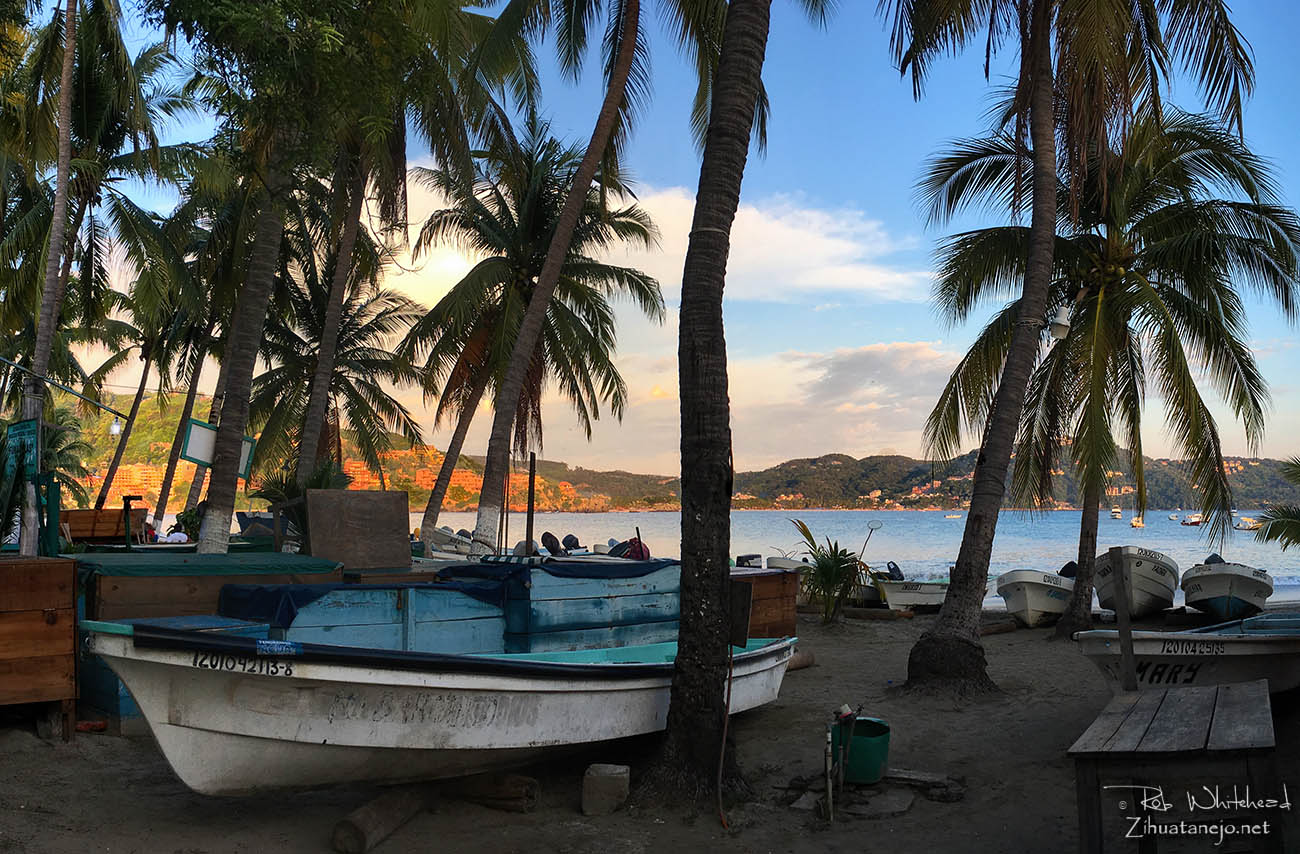 ZihuatanejoIxtapa Message Board Beware Zih Killer Coconuts!