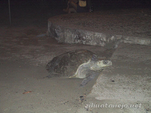 tortuga digging nest on Playa Municipal