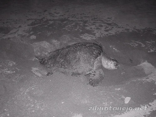 tortuga covering nest after laying eggs on Playa Municipal