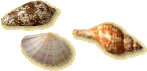 shells